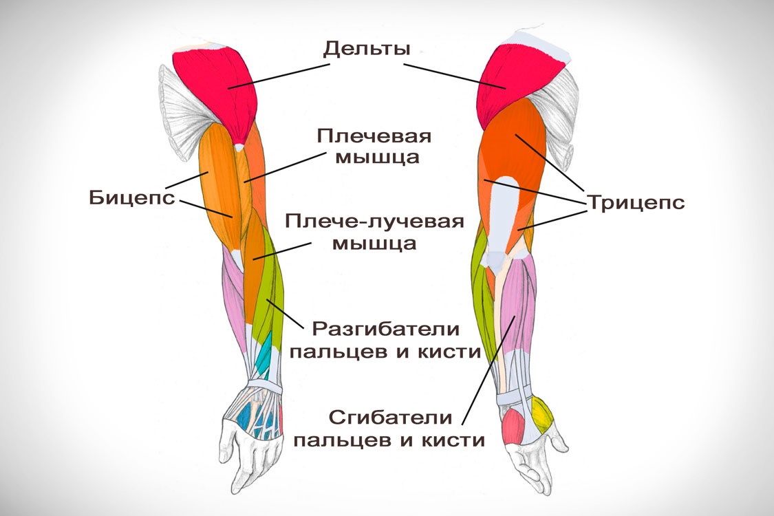 Бицепсы и другие мышцы рук